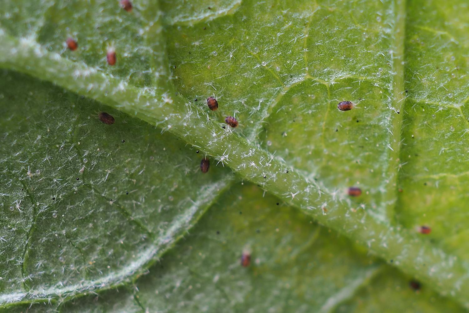 Spindemider skadedyr Spindemider skadedyr i planter